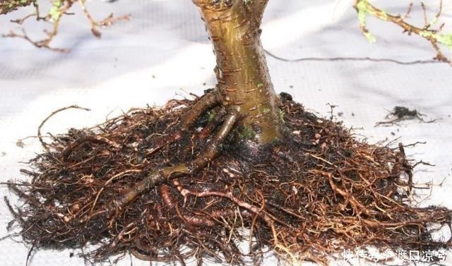 铁丝|养几年的盆景植物在早春的时候没有移栽,那真是亏大了!