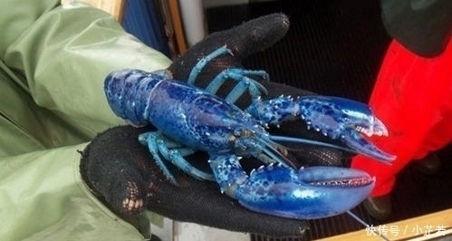 就要|“吃不起”的5种海鲜,第2种吃上一口,可能就要倾家荡产了