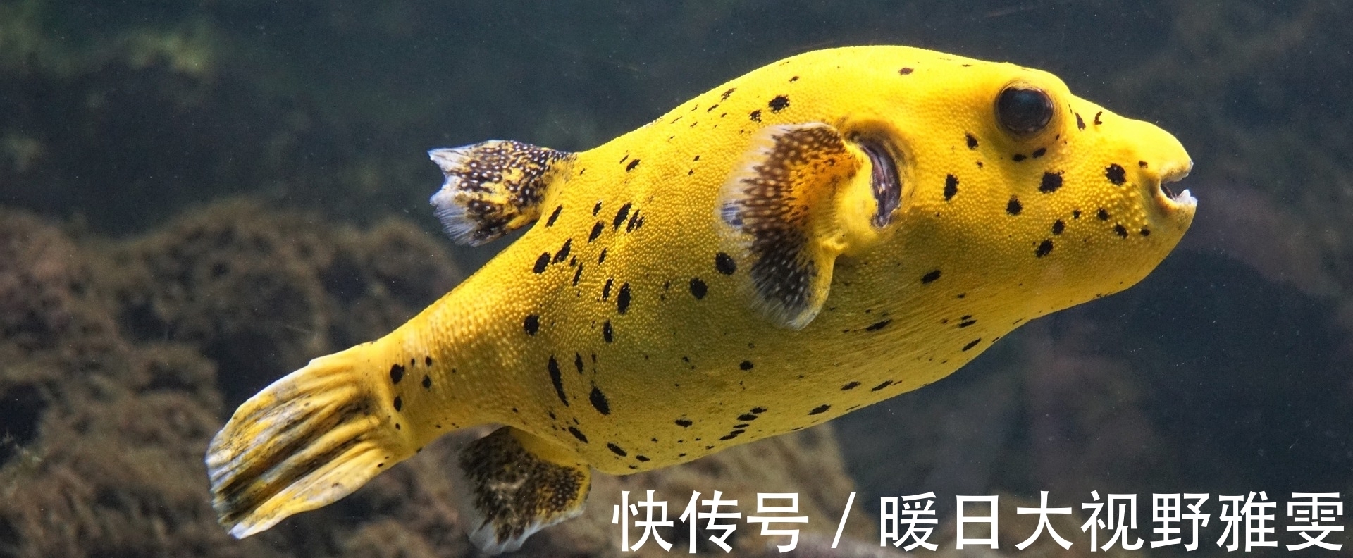 钓饵|水库钓大鱼打窝之已见（精髓）