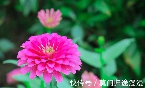 金牛|三天后，彻底看透，不愿舍弃，桃花纷飞，旧缘转折，相守白头