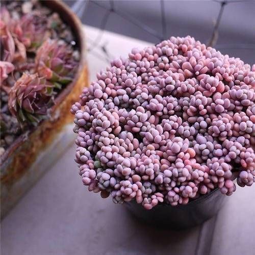 多肉植物长不好盆里埋一宝贝,一周长出大白根,新叶侧芽一起长