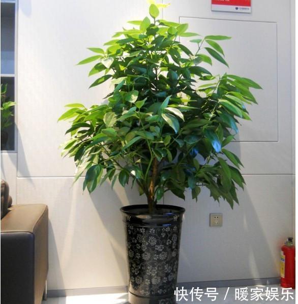 旺财镇|人养花，花也养人，聪明人养此3种花，旺财镇宅，知道的人不多！