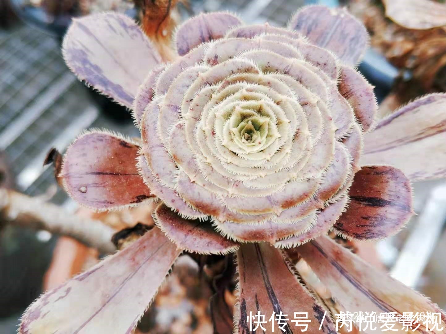 想把自己的法师多肉养成碗的形状?那必须得满足4个要求才行