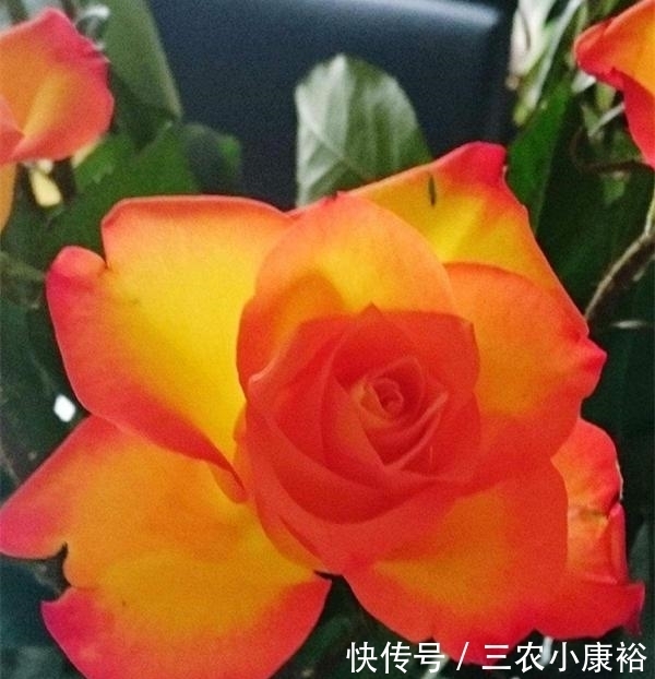 瑰花的一|最珍贵七彩玫瑰花品种图片大全!