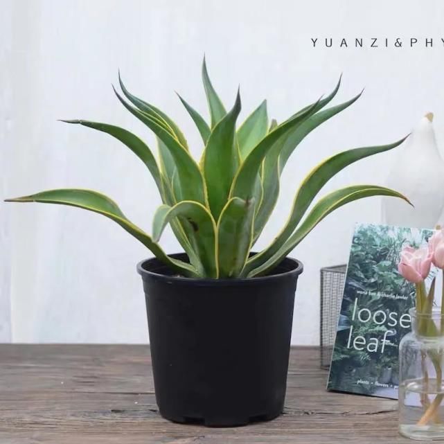 龙舌兰龙舌兰|卧室养花好睡眠,这3种花是最佳选择,厚实的大绿叶最能净化空气