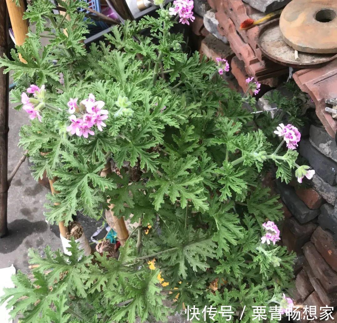 薄荷|7种花插土里，立马长满院子，蚊虫不敢靠近！