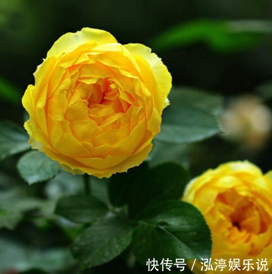 月季|喜欢菊花，不如养盆“玫瑰精品”失忆，初恋的感觉，让人忘不了