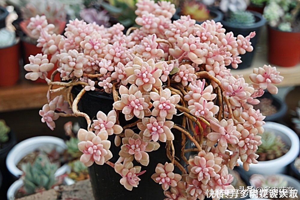 姬秋丽|想把多肉养成老桩,那也要选对多肉,这几种才合适你