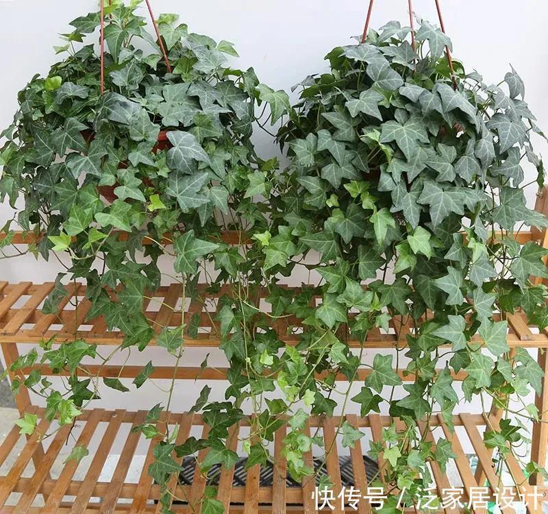 红缨吊兰|养花位置不够了？养这“6种”可以吊起来养的花，好看又不占地方