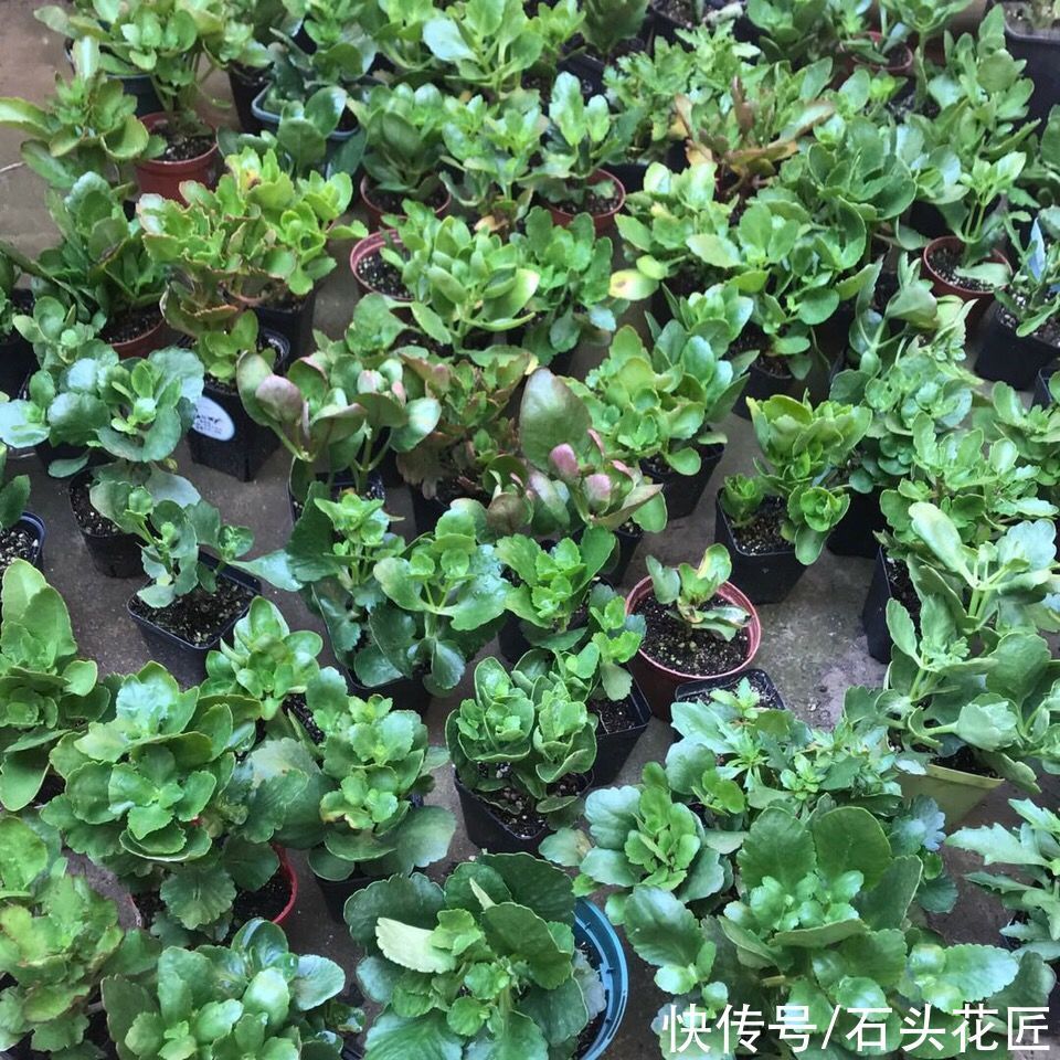 休眠期|她对长寿花“痴迷”,2个阳台、6个窗台都摆满了,过年开成花海