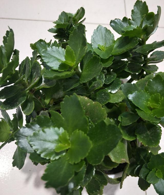 植物该怎么施肥，量是多少让园艺师傅教你，给花正确的施肥