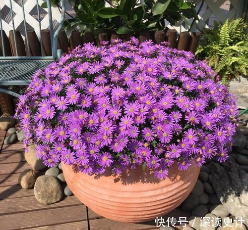 开春花卉睡醒后,趁早做好4件事,根系健壮,越长越旺!