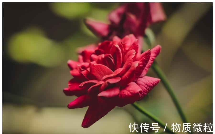 生肖鼠|7月下旬，3生肖心软了，感动了，重拾旧情人，珍惜情缘，续写旧