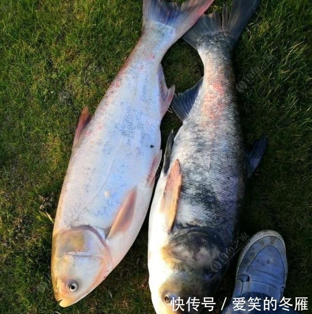 饵料|夏季做钓鲢鳙,五个大招让你变王者