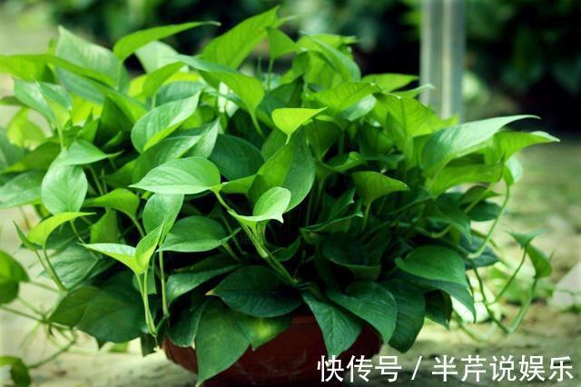 周胖子|厨房这种东西千万别扔了,兑醋一浇绿萝疯涨爆盆,比肥料还好使!