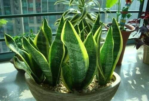 长寿花|爱喝“油”的4种花,盆里每周来1勺,根壮叶绿,当花肥真好用!