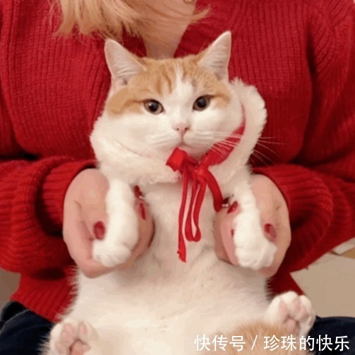 拜年|必存!新年拜年表情包丨第310期热门表情包