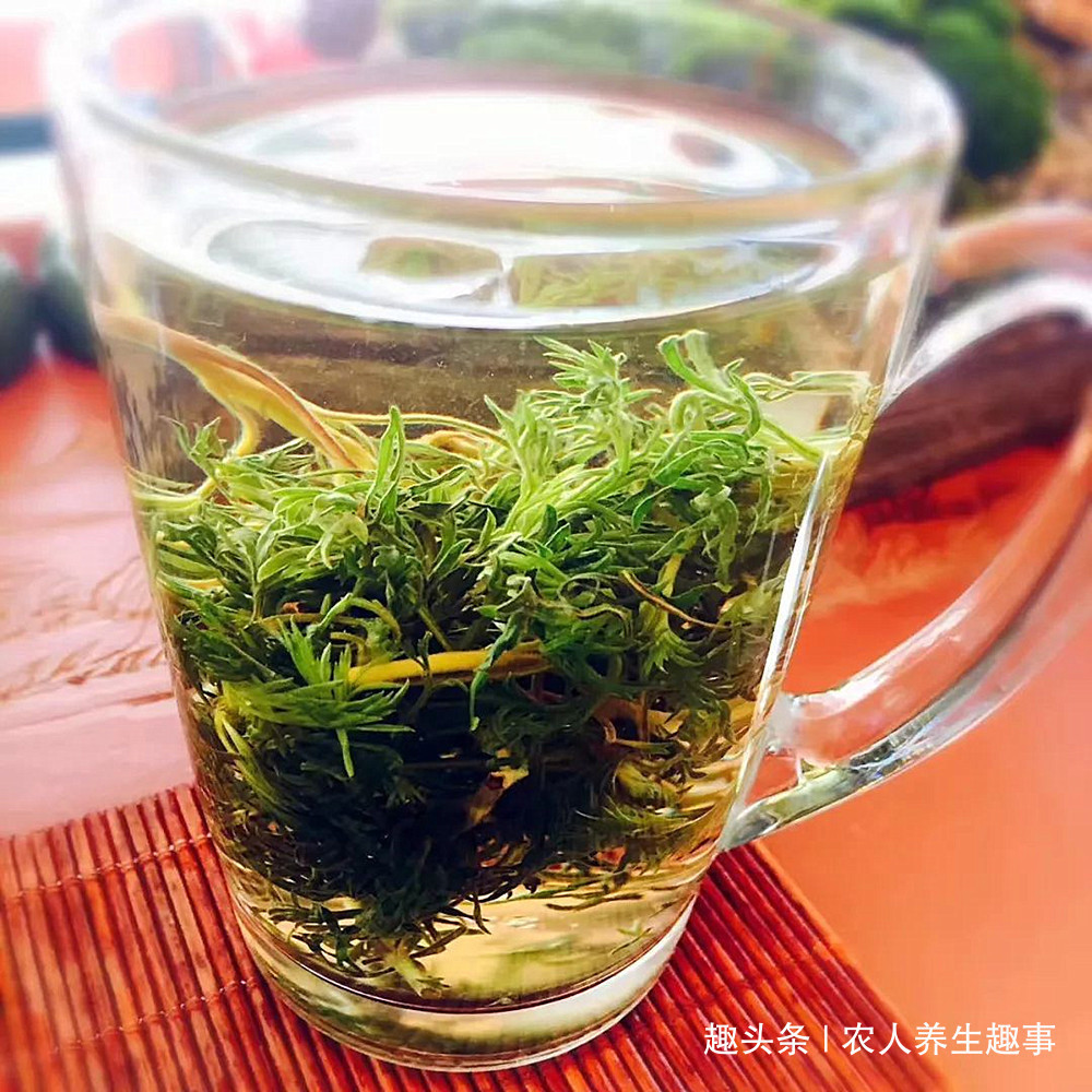 茵陈|农村路边的“养肝菜”,隔三岔五吃一吃,排出肝毒连口臭也没了