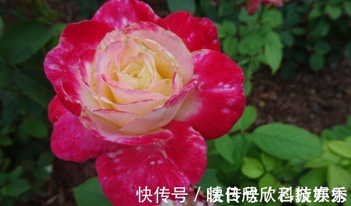 喜欢菊花,不如养盆“玫瑰珍品”大红喜玫瑰,花姿红艳,艳丽动人