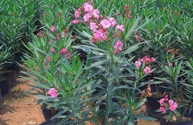 3种花“晦气花”,最好不要养室内,实在喜欢就养在室外吧