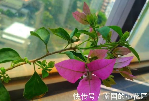 能把三角梅养爆的人，都很大方，从不“吝啬”这3样东西