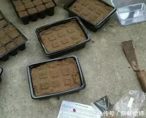 盆栽薄荷怎么养注意这“3点”，叶子绿油油，新叶蹭蹭长