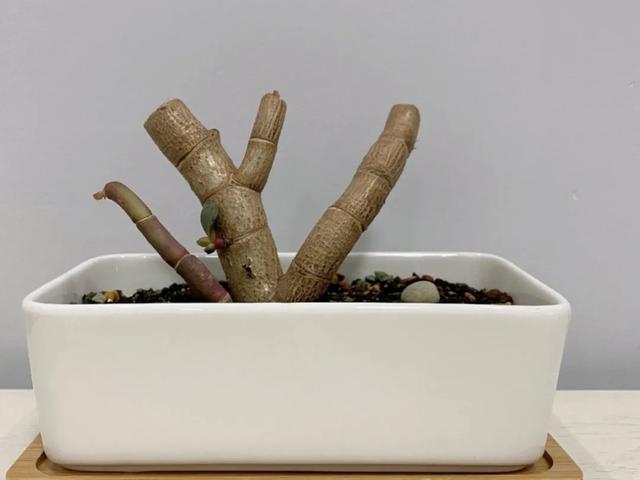 叶子|嫌花长的丑,趁现在砍头,满盆都是新叶子!