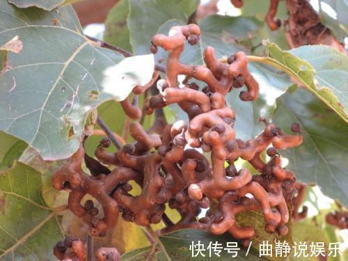 天宝蕉|农村“正在消失”的3种野果，全吃过的不多，你们吃过几种