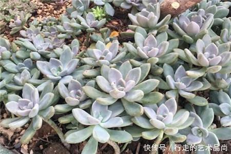 多肉十大美人,太阳一晒脸就红,胖成球的最好看!