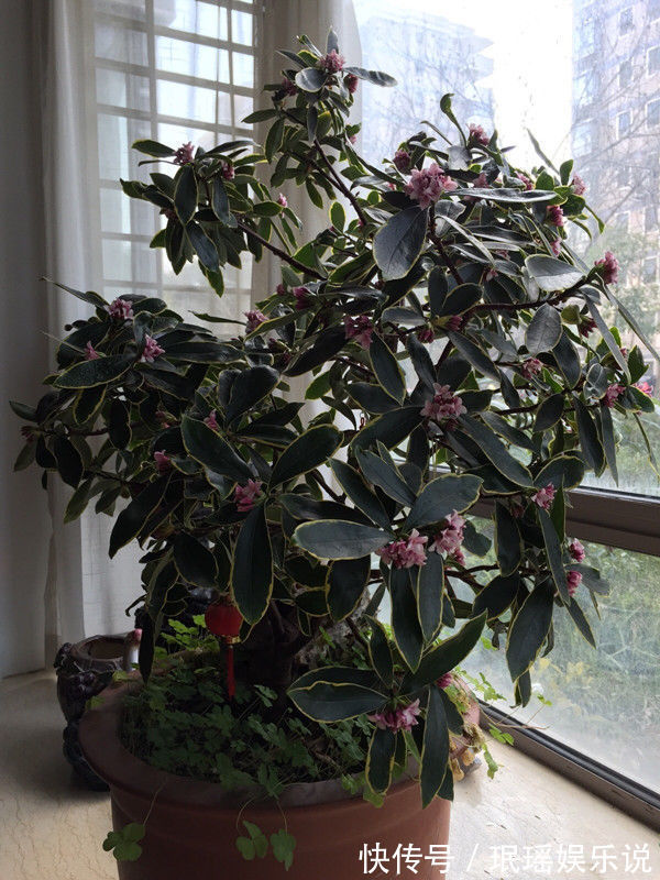 “珍稀玫瑰”卡罗拉,标准玫瑰红,高贵优雅,非常值得拥有