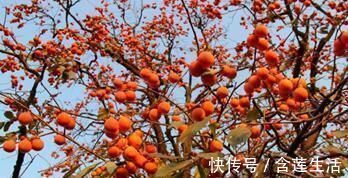 单宁|痔疮作祟，“天然药库”柿子就能帮到你，但要注意别犯这两个错