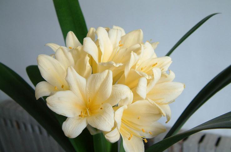 肉质根|君子兰冬季怎么判断浇水时间,老花农教你一个方法,方便实用