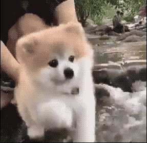 |搞笑动图:猫爪乱舞,别以为我好欺负!