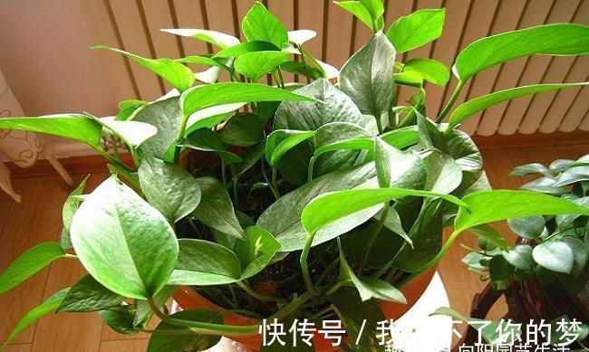 口诀|家庭养这4种绿植，记住1句“口诀”，不黄叶子，长得茂密油绿