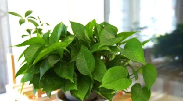 爱养花，先从这4个方面出发，防范盆栽日常患上病虫害吧