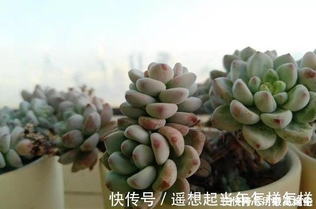 科研|你是在养多肉，不是在搞科研，低温露养要不得！