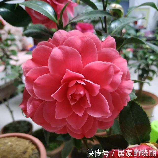 重瓣|两种漂亮耐寒的花,让阳台不单调,冬季天天赏花,花大色艳