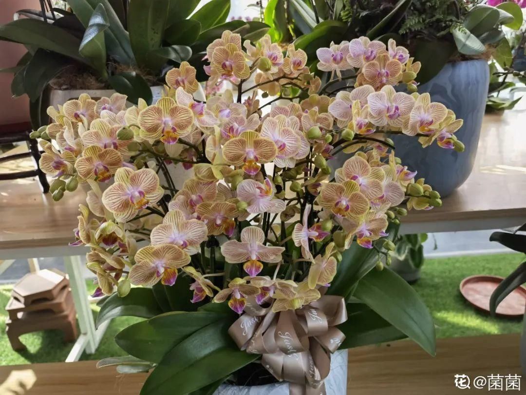 浇水|警惕秋老虎，别让你的花，度过夏天，却死在秋天