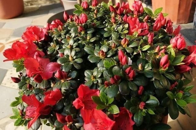 6种花一天不浇水,叶子就耷拉,缺水3天就死翘