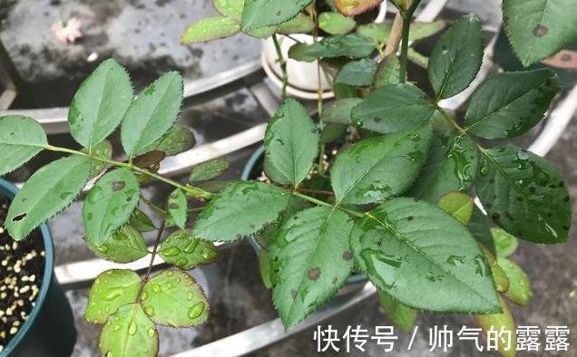 当下月季花管理，“三害一肥”是重点