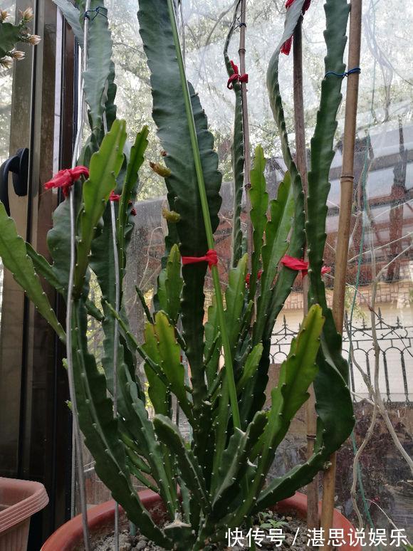 荷花|一盆仙人掌,叶子像腰带,这样养3年,开出60朵大荷花