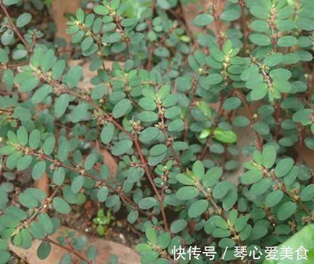 饲料|以下三种野草,以前都被当做饲料,如今城里都买不到