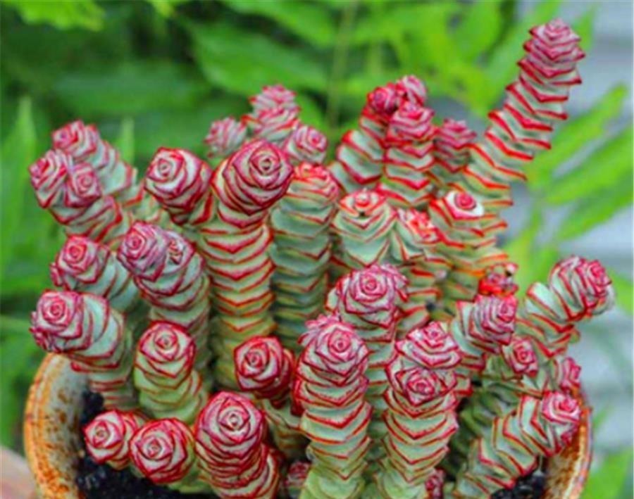 3种寓意招财进宝的多肉,颜值高好养护,2种能养成树