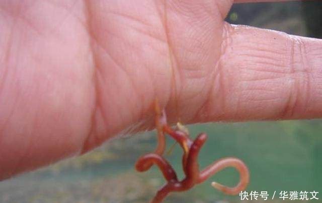 蚯蚓|用蚯蚓钓不上鱼那是方法没用对，只4招，就让你渔获翻倍