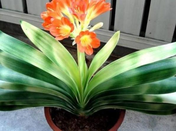 水溶肥|秋养君子兰、蟹爪兰、长寿花，注意这些，植物成长开花不受干扰