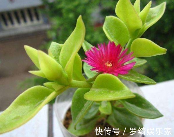 养护|牡丹吊兰总是不开花教你3个养护小妙招,花开满枝头轻松爆盆