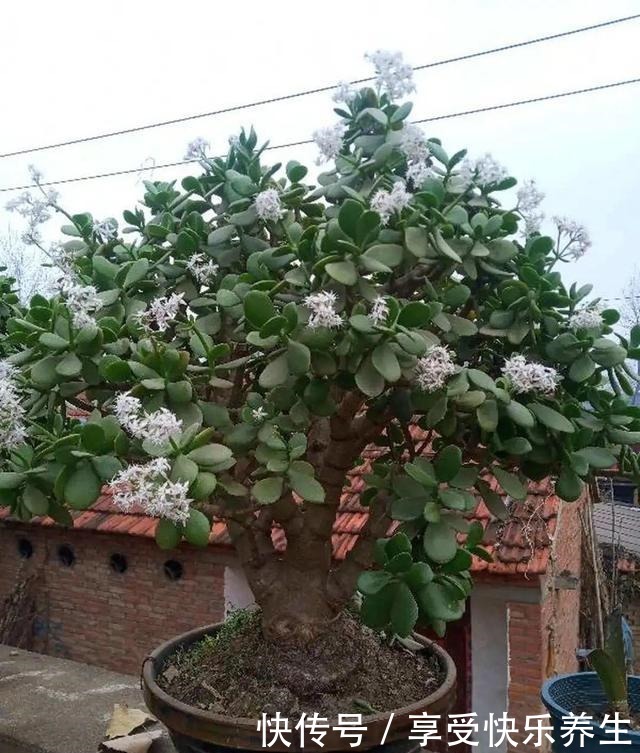 8种镇宅花,窗户边养一棵,霸气又镇宅!