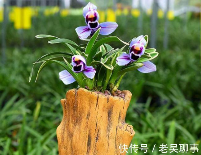 阳台有地方,一定要养盆四季兰“紫月荷”,花色罕见,兰香四溢