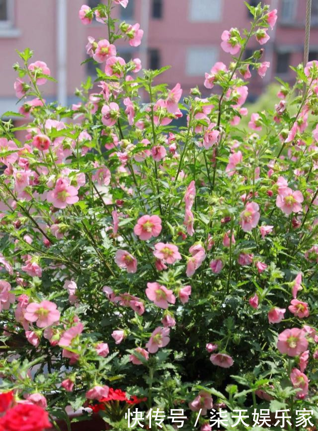 秋季|3种枝条泡水里,10天长根,一次开花100朵,水培成活率更高!