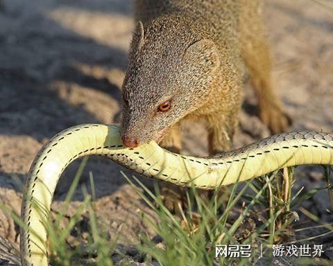 盘点7种敢于吃蛇的动物们 最厉害的还是非洲 平头哥 快资讯